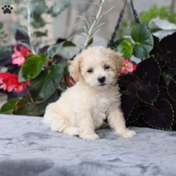Casey, Bich-Poo Puppy